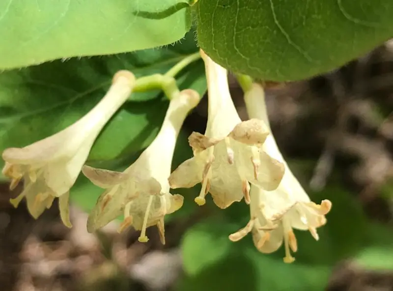 Types of Honeysuckle Plants