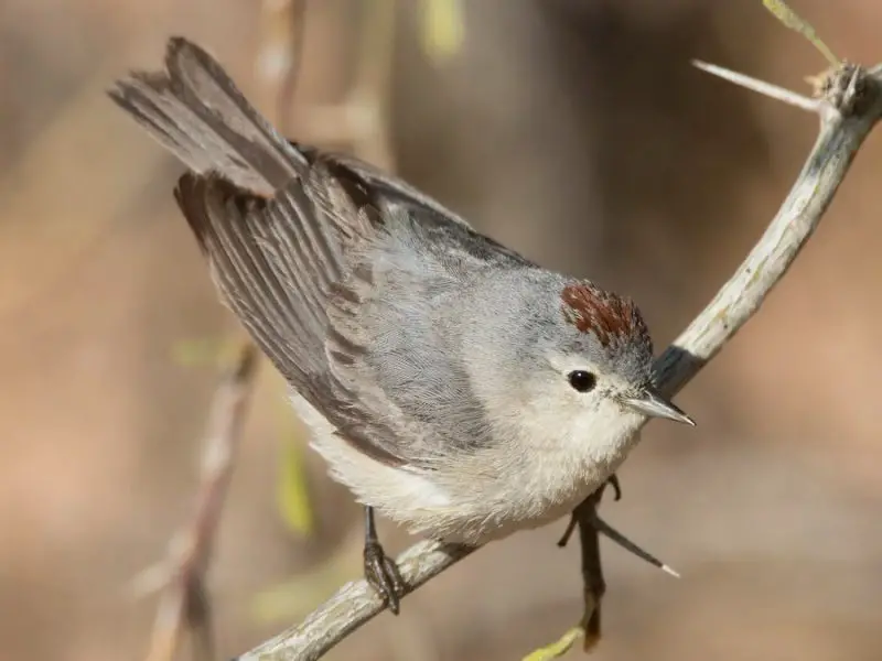 Desert Birds of West Texas