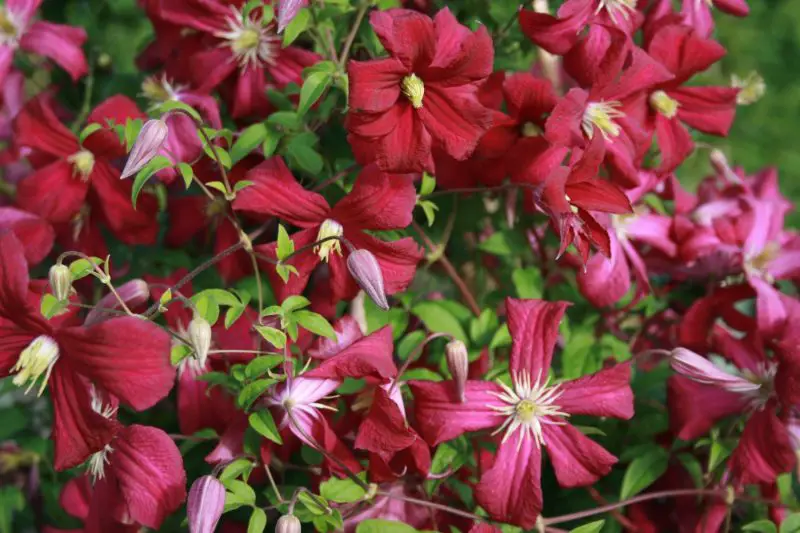 Types of Clematis Plants
