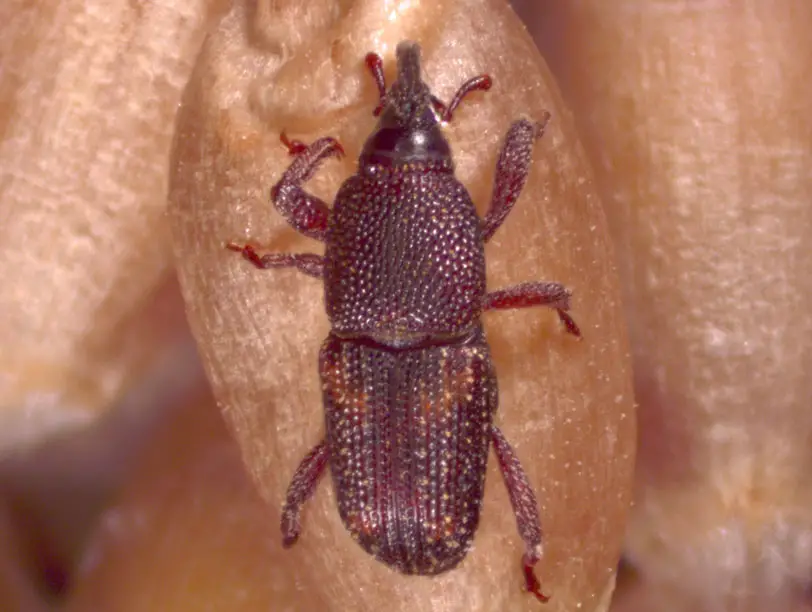 Types of Beetle Insects