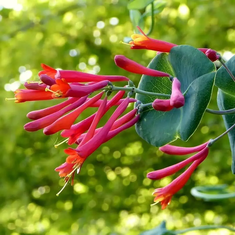 Types of Honeysuckle Plants