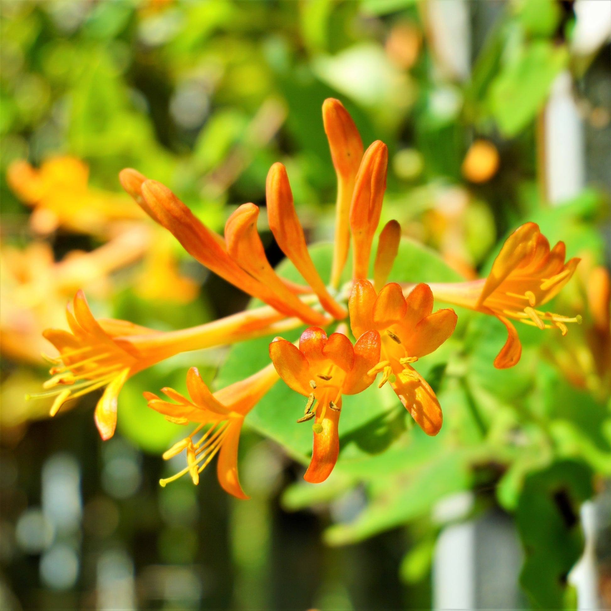 Types of Honeysuckle Plants