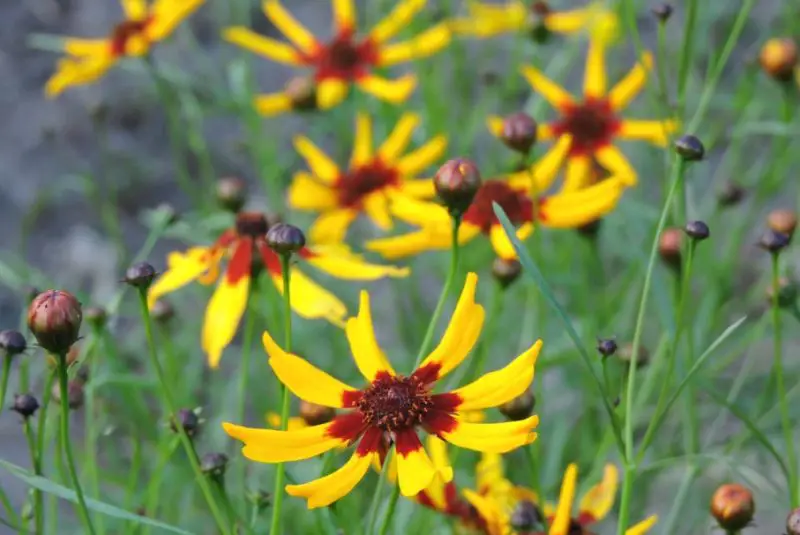 types of Coreopsis