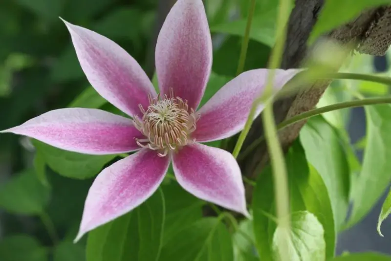 Types of Clematis Plants