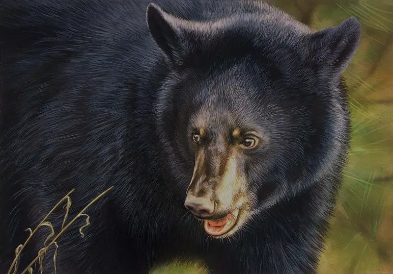 Are There Bears in Maryland