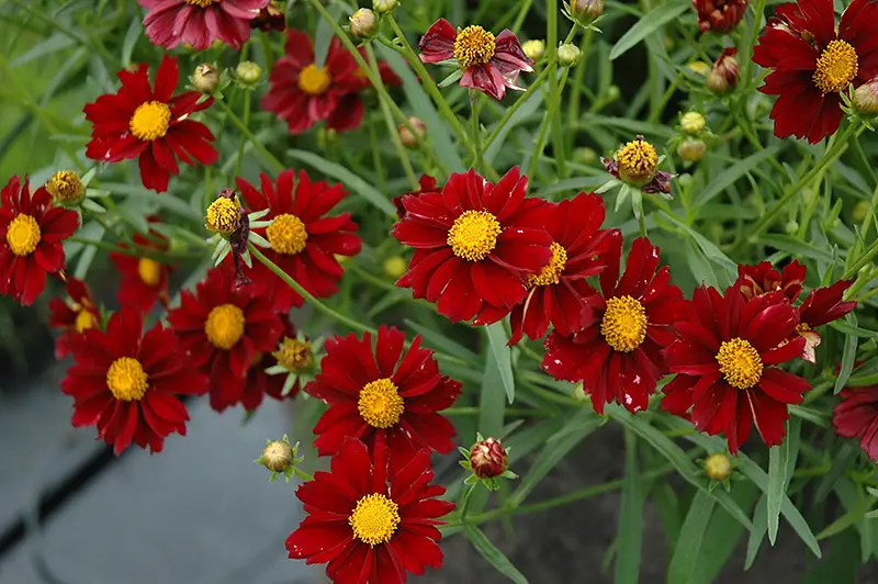 types of Coreopsis