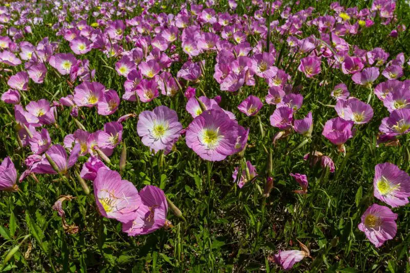 Wildflowers in Texas