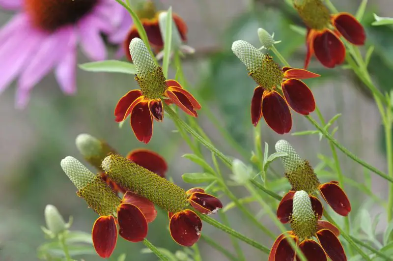 Wildflowers in Texas
