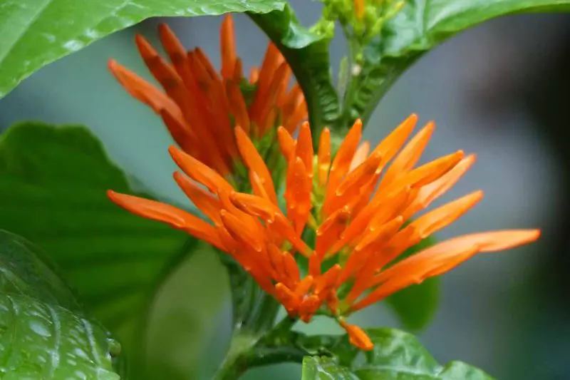 Types of Honeysuckle Plants