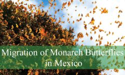 Migration of Monarch Butterflies in Mexico Uncovered