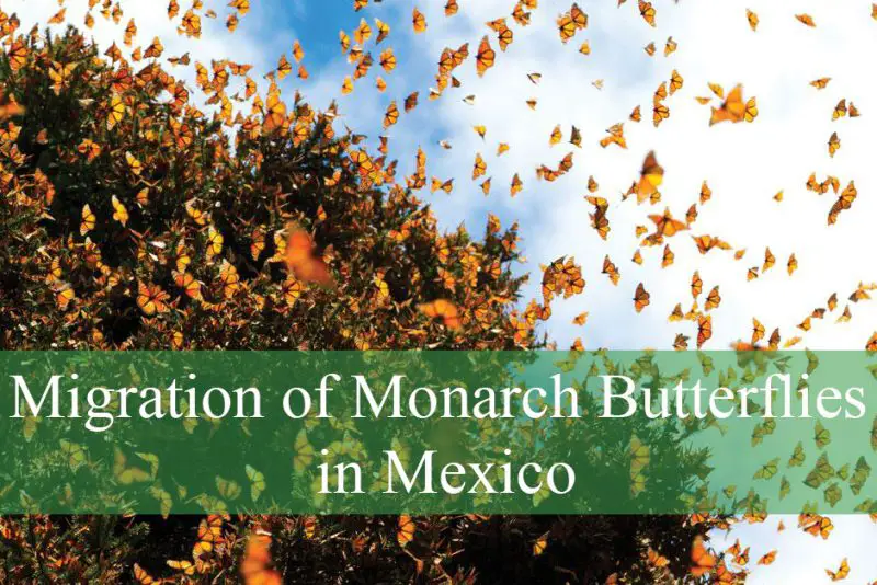 Migration of Monarch Butterflies in Mexico