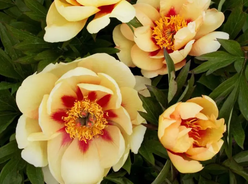 Yellow Peonies
