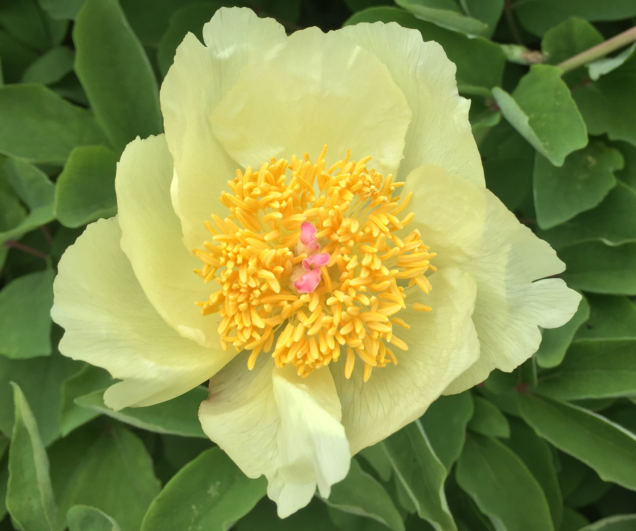 Yellow Peonies
