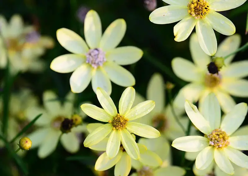 types of Coreopsis