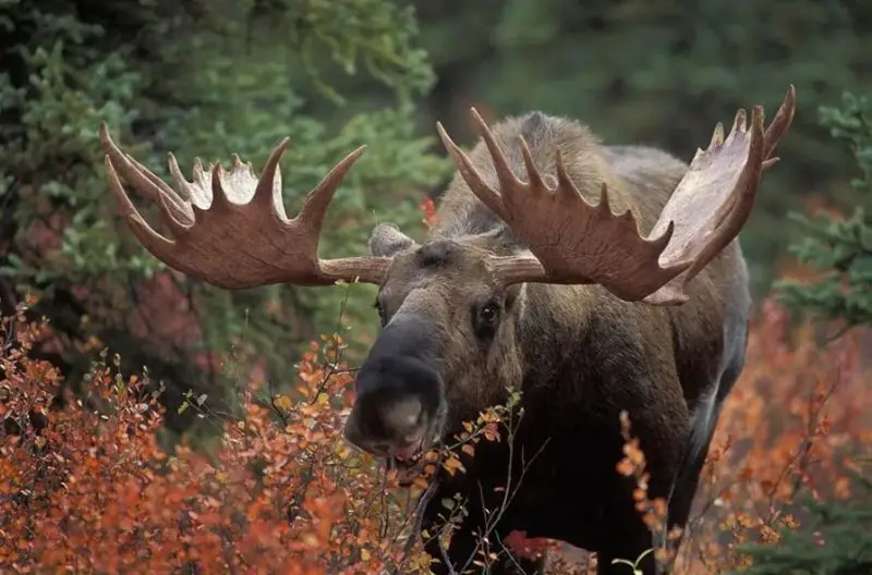 Moose in Alaska
