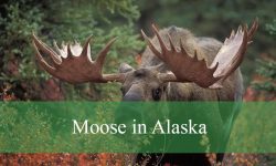 Why Do Moose in Alaska Migrate Long Distances?