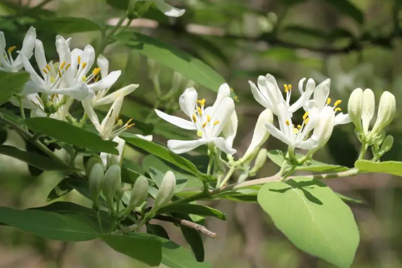Types of Honeysuckle Plants