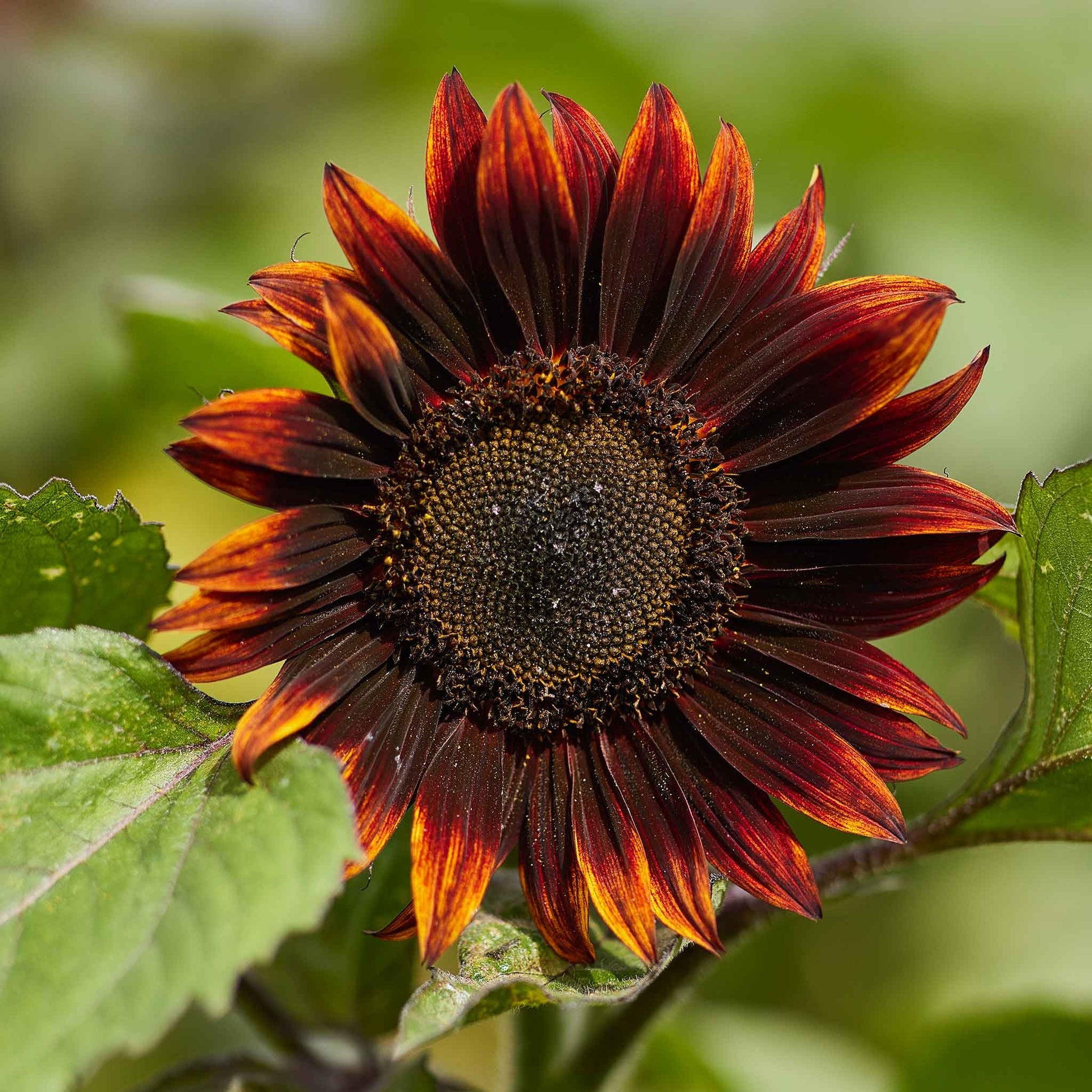 Purple Sunflowers