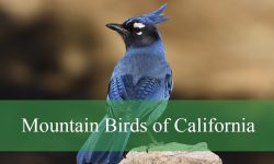 20 Notable Mountain Birds of California (Pictures and Identification)