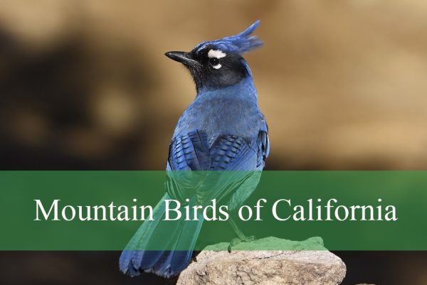 Mountain Birds of California