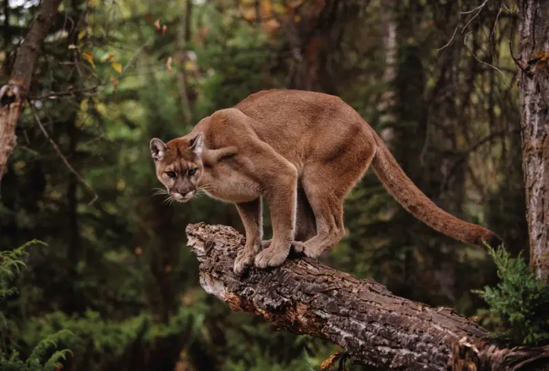 Mountain Lions in Missouri