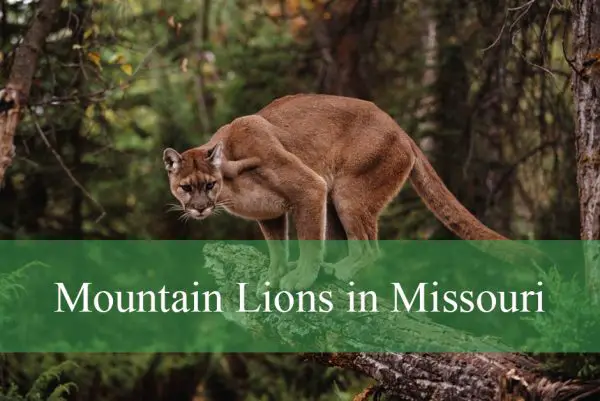 Mountain Lions in Missouri