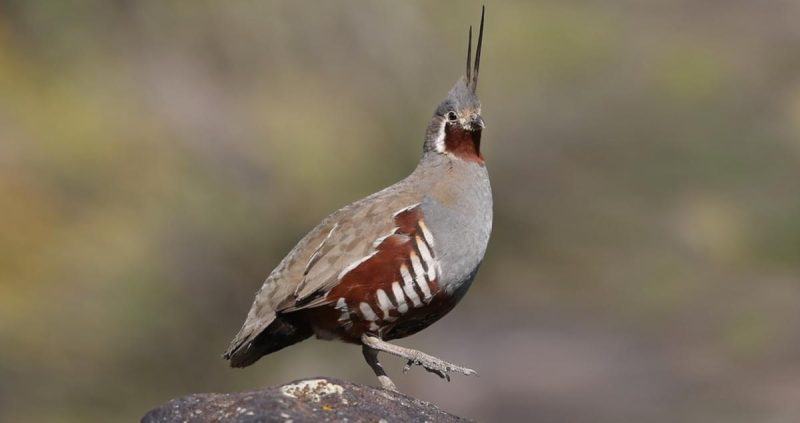 Mountain Birds of California