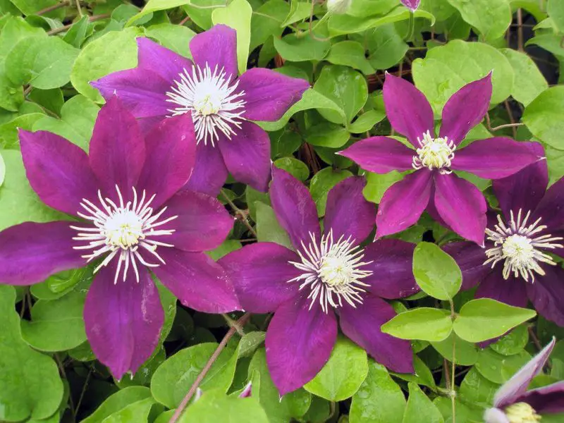 Types of Clematis Plants