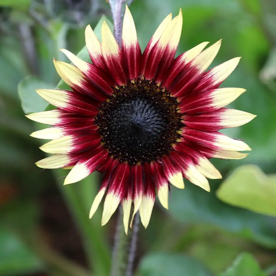 Purple Sunflowers