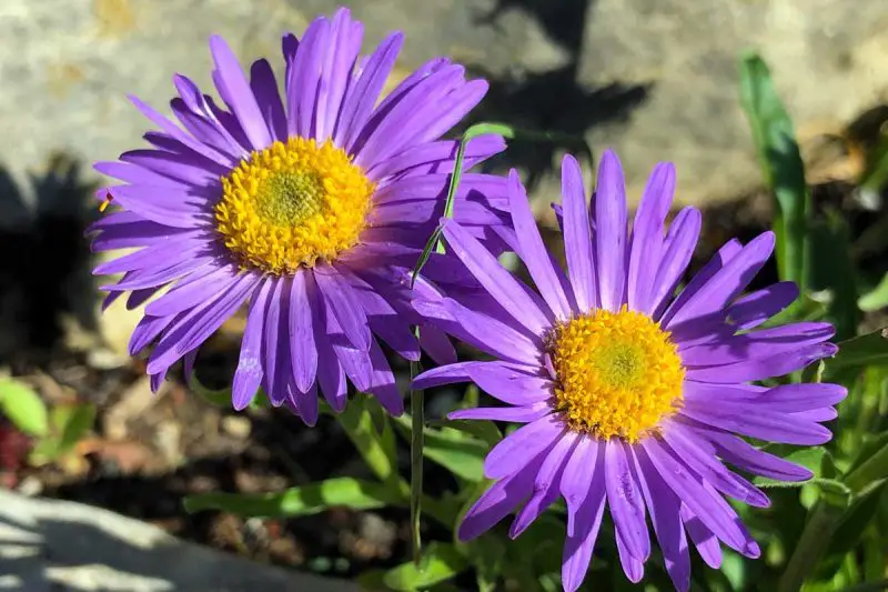 Flowers That Bloom in Autumn