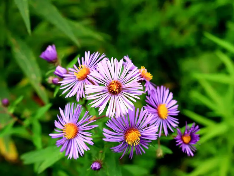 Flowers That Bloom in Autumn