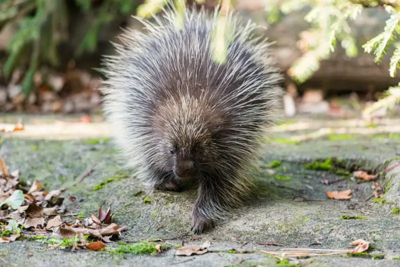 Porcupines in Michigan