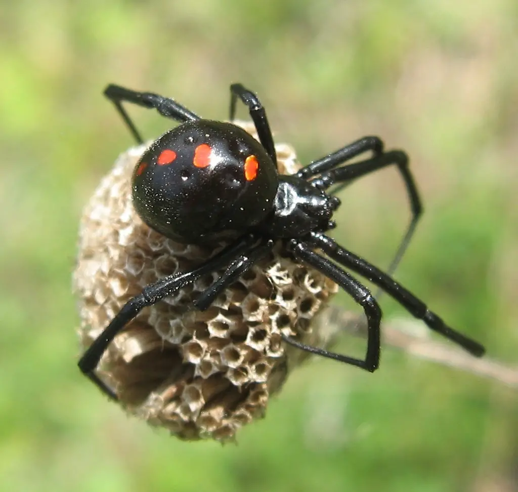 Venomous Spiders in North Carolina