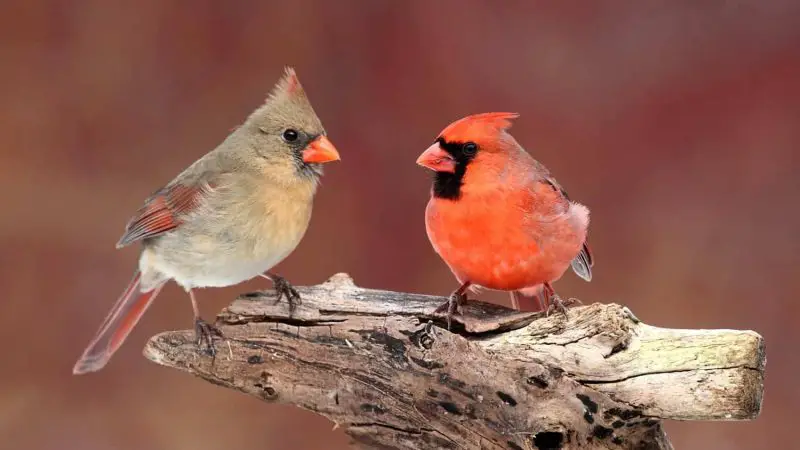 Year-Round Birds in Maine