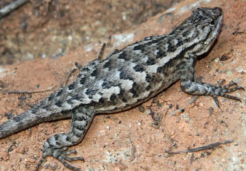 Lizards in South Carolina