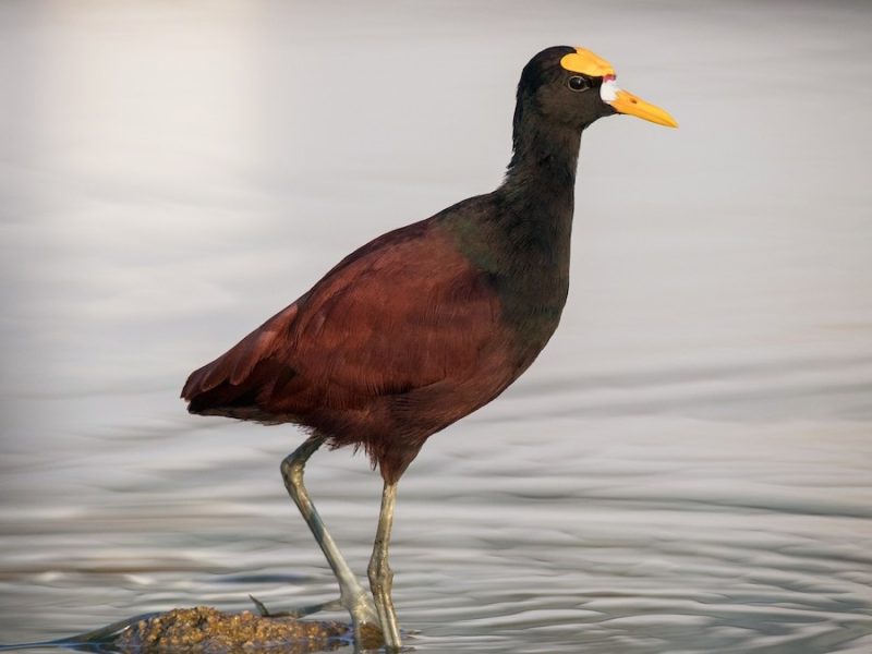 Rare Birds of Texas