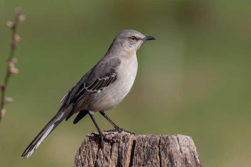 Gray Birds in Mississippi