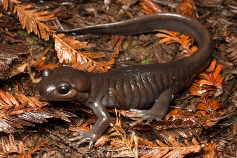 salamanders in Oregon