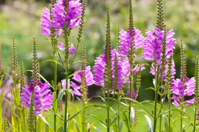 Flowers That Bloom in Autumn