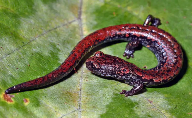 Salamanders in Oregon
