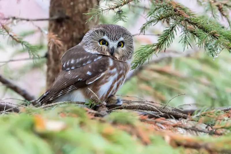 Owls in Vermont