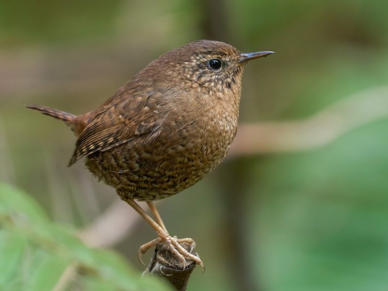 Small Birds in Oregon