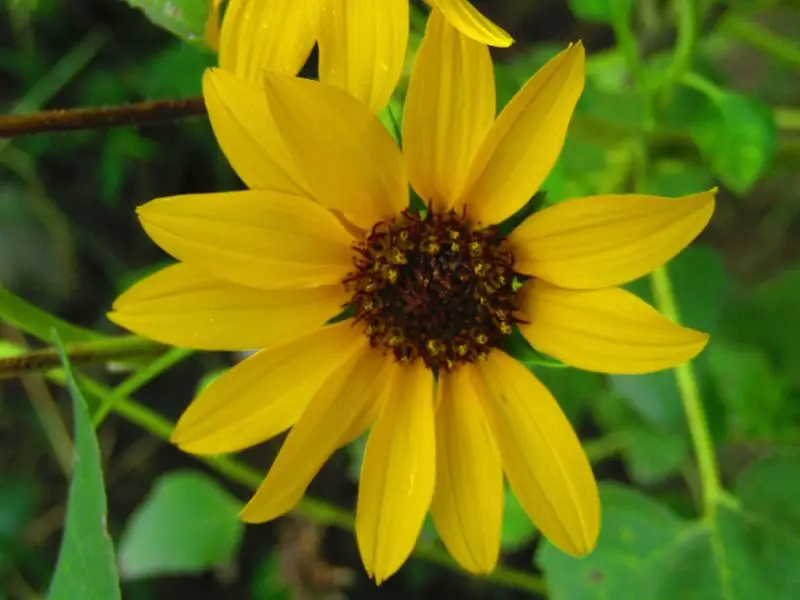 Flowers That Bloom in Autumn