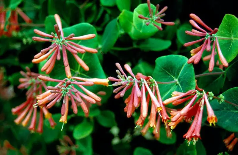 Types of Honeysuckle Plants