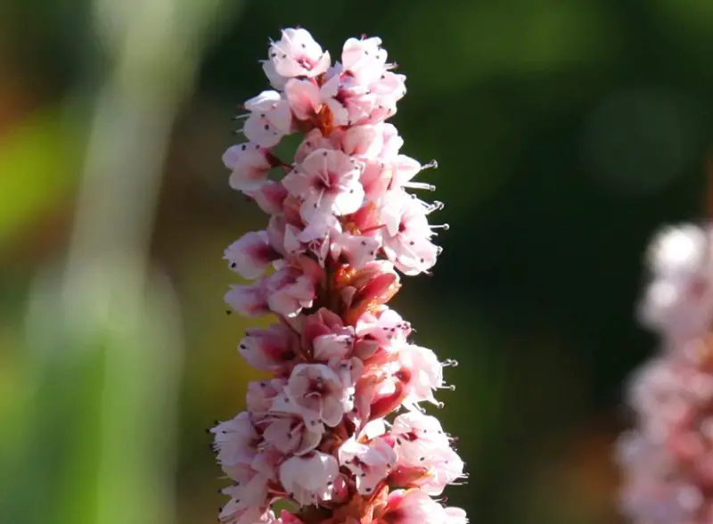 Flowers That Bloom in Autumn