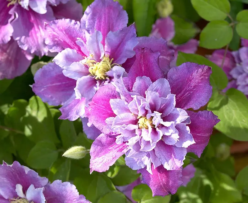 Types of Clematis Plants