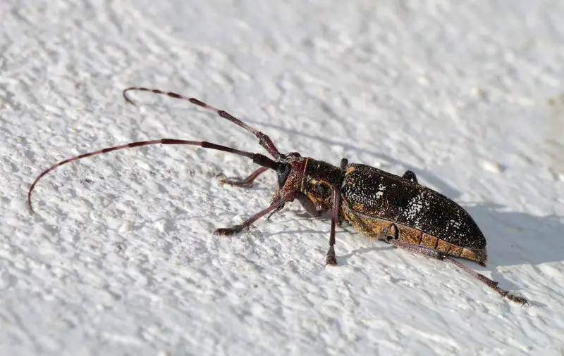 Types of Beetle Insects