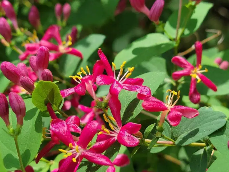 Types of Honeysuckle Plants