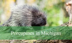 Porcupines in Michigan: Identification, Habits, and Fun Facts