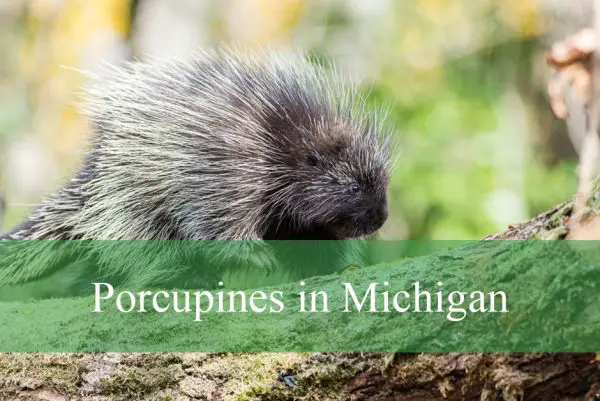 Porcupines in Michigan